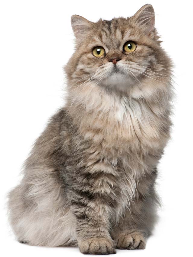 Causes of FLUTD in Cats cat_long_hair_sitting
