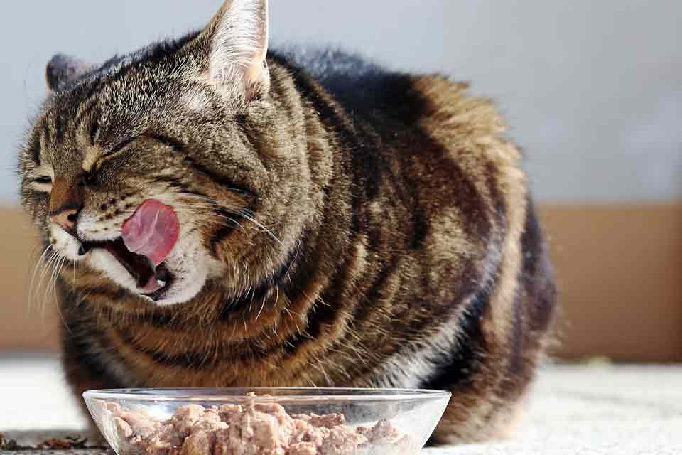 Help your cat lose weight safely. Learn how to find out how much food to give your cat.